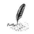 Feather bird drawing Ãâ¬attern ÃÂ°eathers set